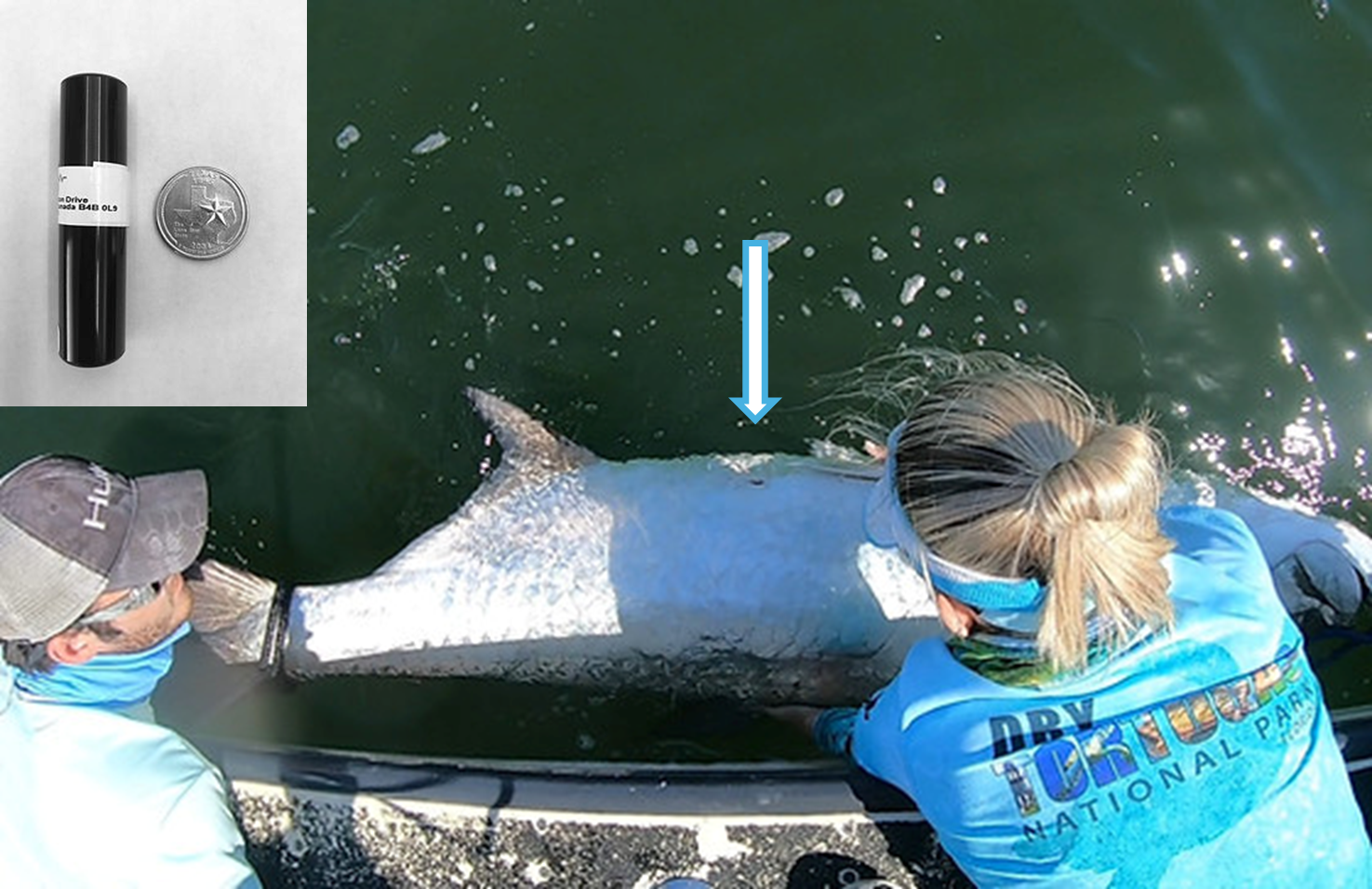 tarpon with acoustic tag